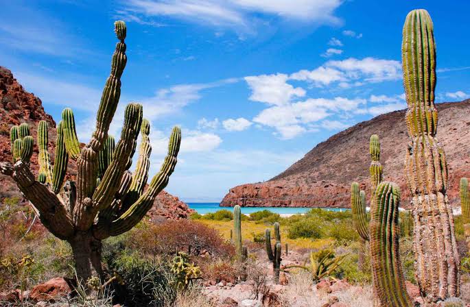Cardones y bahía