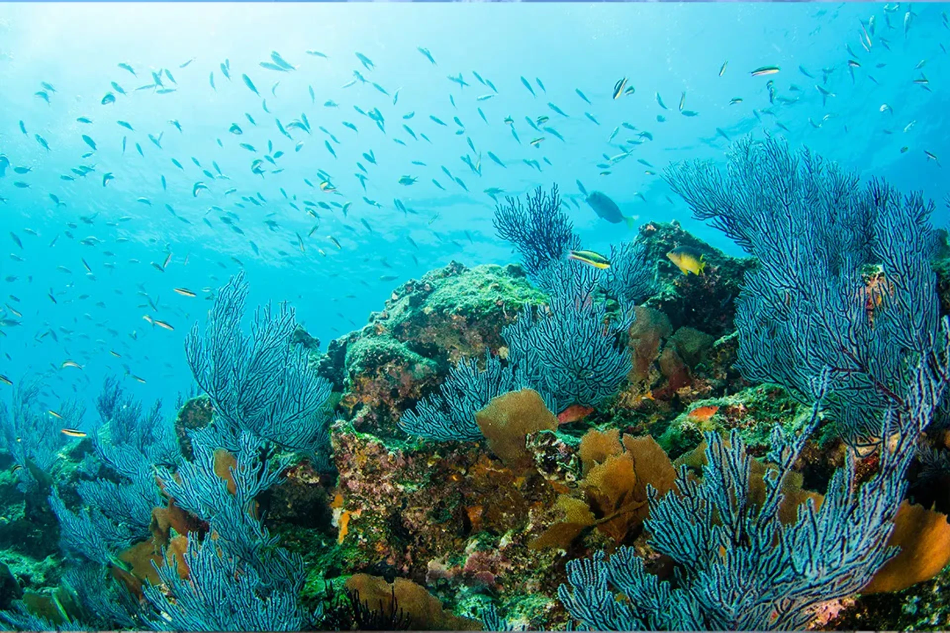 Arrecife de gorgonias