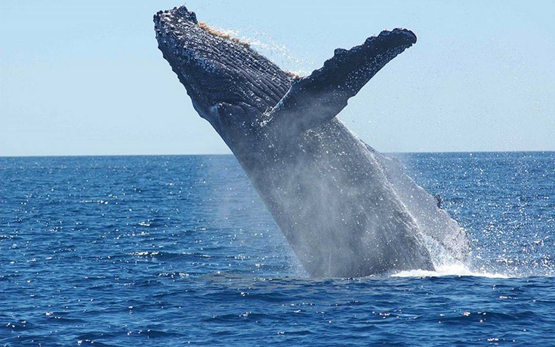 Ballena en salto