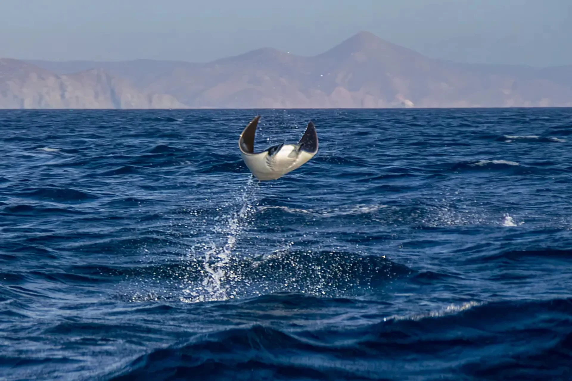 Mobula saltando · Mar de Cortés